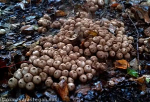 قارچ های Puffball در حال شلیک اسپور در زیر باران