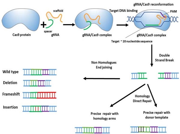 Genome editing by the CRISPR–Cas9 system.