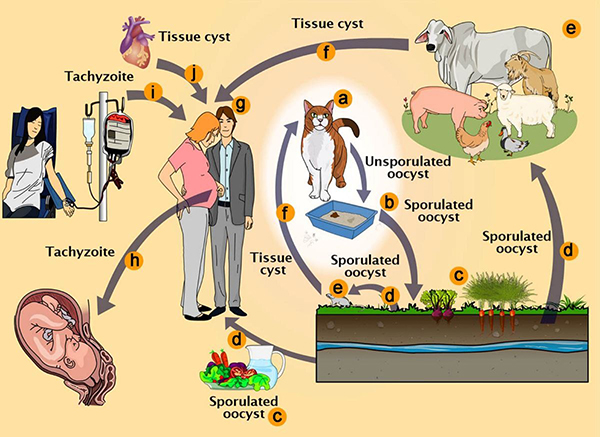 The life-cycle of Toxoplasma gondii