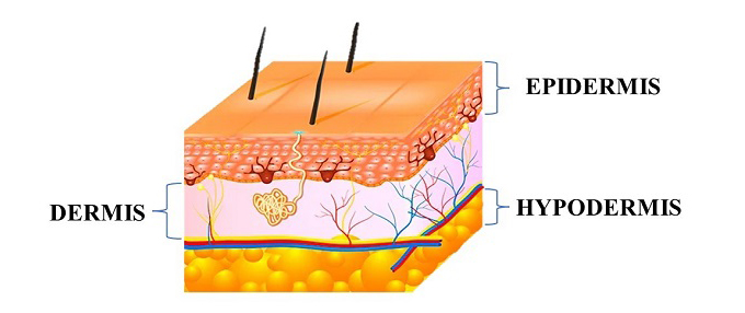 Figure 1. Layers of the skin