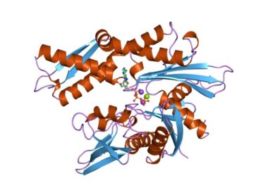 پروتئین‌های شوک حرارتی