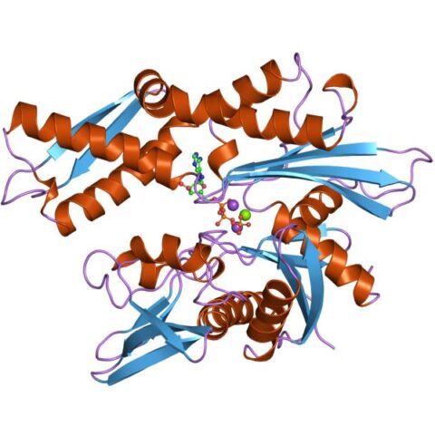 پروتئین‌های شوک حرارتی