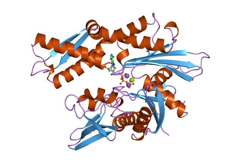 پروتئین‌های شوک حرارتی